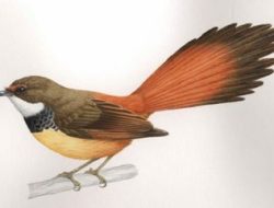 Peneliti LIPI Temukan 10 Jenis Burung Baru di Sulawesi dan Maluku