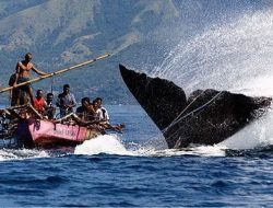 Di Lamalera Laut Adalah Kehidupan