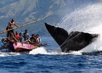 Di Lamalera Laut Adalah Kehidupan