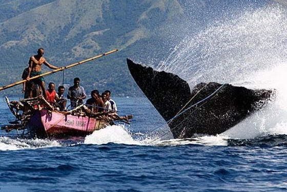 Di Lamalera Laut Adalah Kehidupan