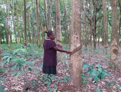 Di Kampung Kindiki-Papua, Tiap KK Miliki Pohon Karet  Sampai Tiga Hektar