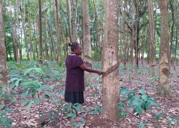 Di Kampung Kindiki-Papua, Tiap KK Miliki Pohon Karet  Sampai Tiga Hektar