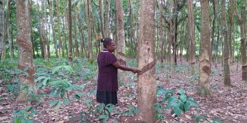 Di Kampung Kindiki-Papua, Tiap KK Miliki Pohon Karet  Sampai Tiga Hektar
