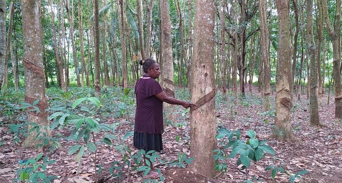Di Kampung Kindiki-Papua, Tiap KK Miliki Pohon Karet Sampai Tiga Hektar