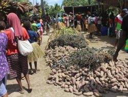 Masyarakat di Kampung Woner Gelar Pesta Ndambu