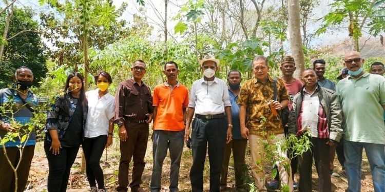 Control Union Belanda, Siap Survey Lahan Potensial Porang Paubokol, Lembata