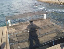 Ketua Umum Inkoppas, Ferry Juliantono Siap  Kembangkan Potensi Perikanan di Lembata