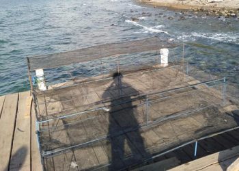 Ketua Umum Inkoppas, Ferry Juliantono Siap  Kembangkan Potensi Perikanan di Lembata