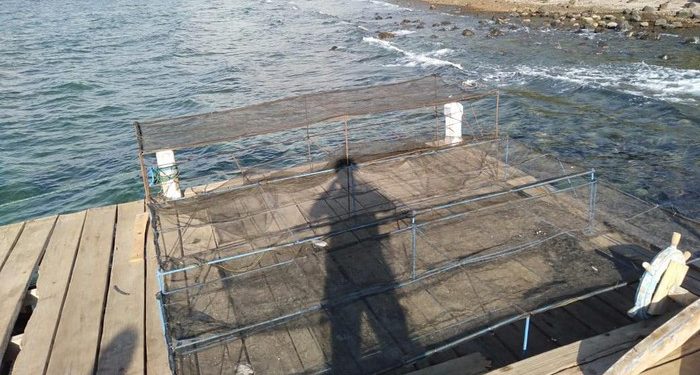 Ketua Umum Inkoppas, Ferry Juliantono Siap  Kembangkan Potensi Perikanan di Lembata