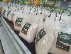 Tepung Sagu Olahan OAP di Kampung Tambat 	Sudah Dalam Bentuk Kemasan Plastik