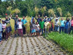 Ketua KUD Mutiara Lembata Turun Sawah Ajak Kolompok Tani Bermitra Usaha