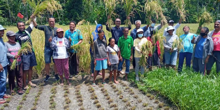 Ketua KUD Mutiara Lembata Turun Sawah Ajak Kolompok Tani Bermitra Usaha