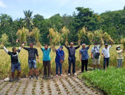 Panen Perdana Padi Sawah Demplot Urumitem Waikomo-Lembata Hasilkan 6,4 Ton