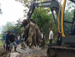 Virus Babi Afrika Menyerang  Semua Kecamatan di Lembata, 7. 722 Babi Mati
