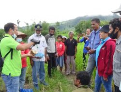 Kadis Pertanian dan Ketahanan Pangan NTT  Siap Bantu Sarana Pengendalian OPT Untuk Flotim