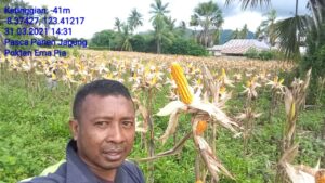 Kanisius Tuaq : Dinas Pertanian Siap Beli Jagung Petani Lembata