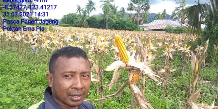 Kanisius Tuaq : Dinas Pertanian Siap Beli Jagung Petani Lembata