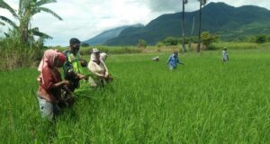 Babinsa Wulanggitang Lakukan Pendampingan Perawatan Padi Dengan Kelompok Tani