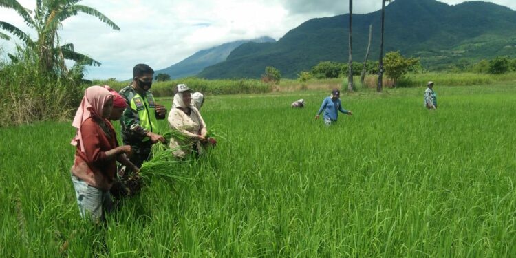 Babinsa Wulanggitang Lakukan Pendampingan Perawatan Padi Dengan Kelompok Tani