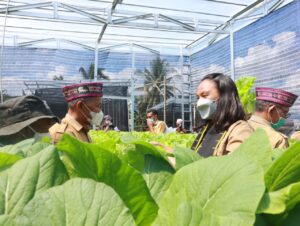 Karang Taruna Saung Minak Golo Bilas Panen Perdana Sayur Hidroponik