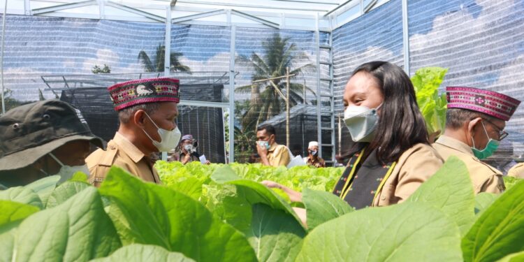 Karang Taruna Saung Minak Golo Bilas Panen Perdana Sayur Hidroponik