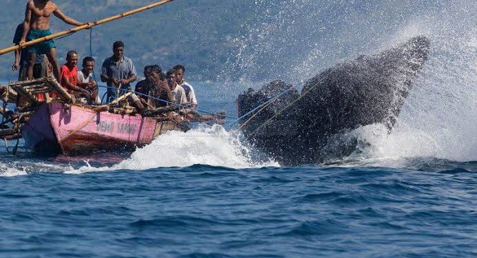 Lamalera, Kampung Nelayan Berdaya Magis Luar Biasa