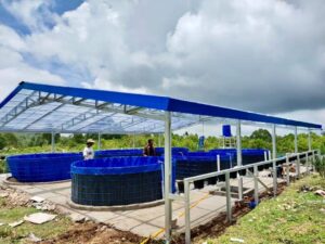 Ansy Lema Bantu Keuskupan Ruteng Sukses Panen Kedua Lele 300 Kg