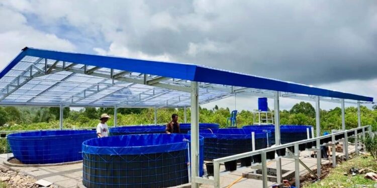 Ansy Lema Bantu Keuskupan Ruteng Sukses Panen Kedua Lele 300 Kg