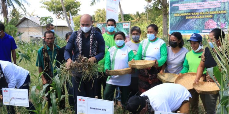 Gubernur VBL Panen Bawang Merah Lokananta di Oesao-Kupang