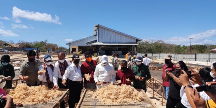 Rumput Laut Tanpa Bahan Kimia Dari NTT Untuk Dunia