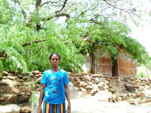 Pohon Tumbang Tindis Rumah Warga Di Kecamatan Kotabaru Ende