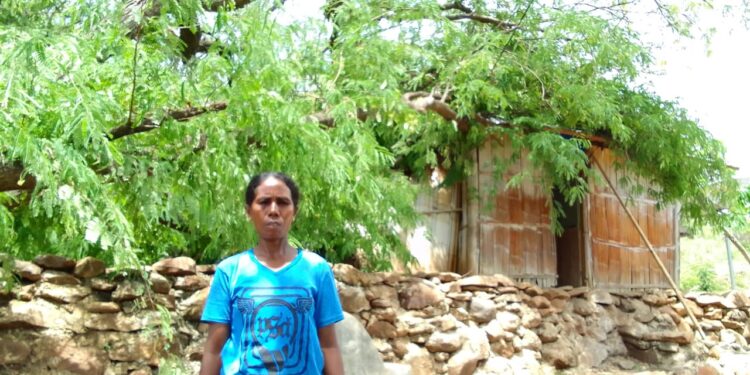 Pohon Tumbang Tindis Rumah Warga Di Kecamatan Kotabaru Ende