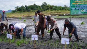 Bupati Mabar Turun ke Sawah Tanam Padi