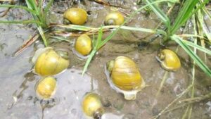 Keong Emas Serang Padi Sawah Warga Ratebobi- Ende