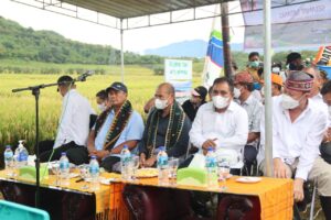 Gubernur NTT Panen Padi di Lembor