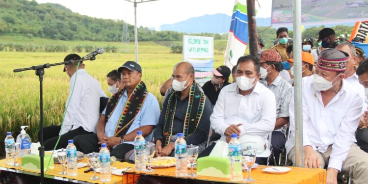 Gubernur NTT Panen Padi di Lembor