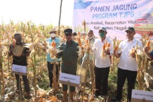 Gubernur VBL Panen Jagung di Nagekeo