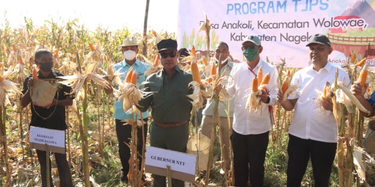 Gubernur VBL Panen Jagung di Nagekeo