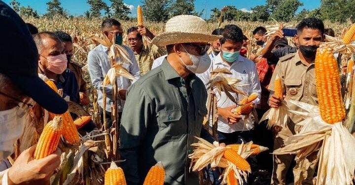 NTT Ekspor Perdana 1000 Ton Jagung TJPS