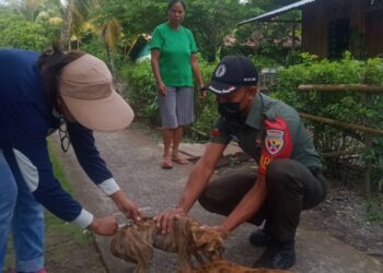 Babinsa Koramil Wulanggitang Beri Pendampingan Vaksin Rabies