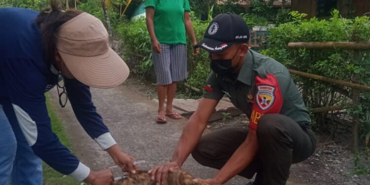 Babinsa Koramil Wulanggitang Beri Pendampingan Vaksin Rabies