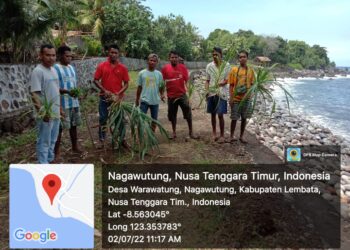 Karang Taruna Desa Warawatung Tanam Pandan Cegah Abrasi