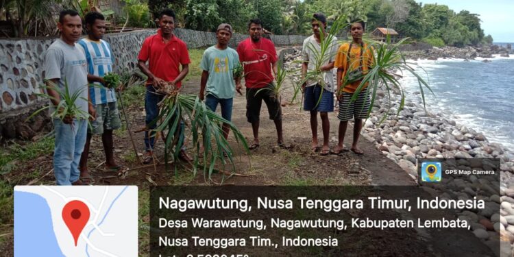 Karang Taruna Desa Warawatung Tanam Pandan Cegah Abrasi