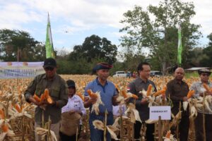 Gubernur NTT Lakukan Vaksinasi, IB Ternak dan Panen TJPS