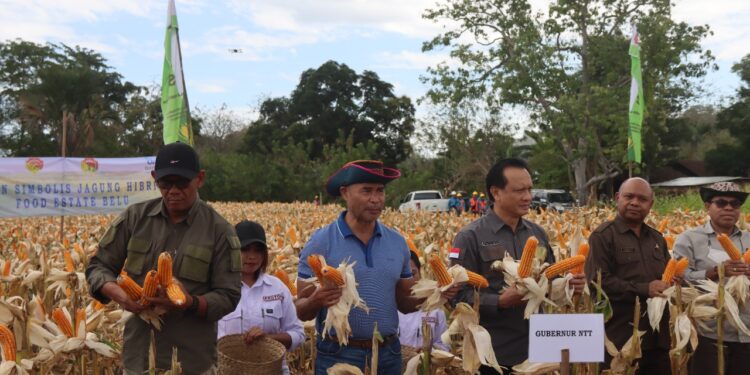Gubernur NTT Lakukan Vaksinasi, IB Ternak dan Panen TJPS