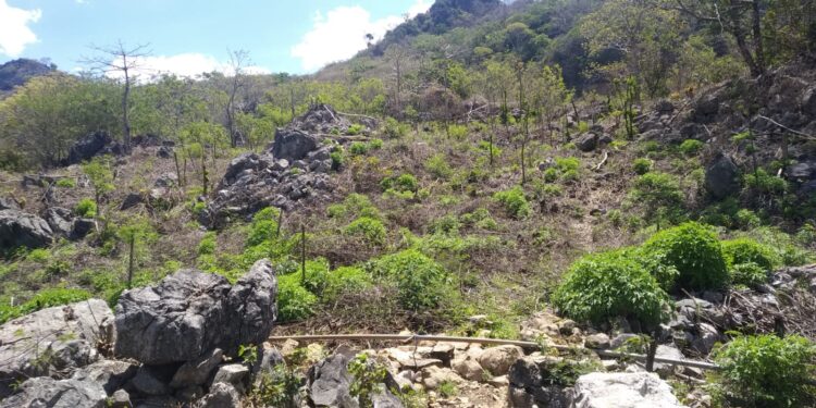 Feku, Seruling Bergelimang Batu Di Tapal Batas