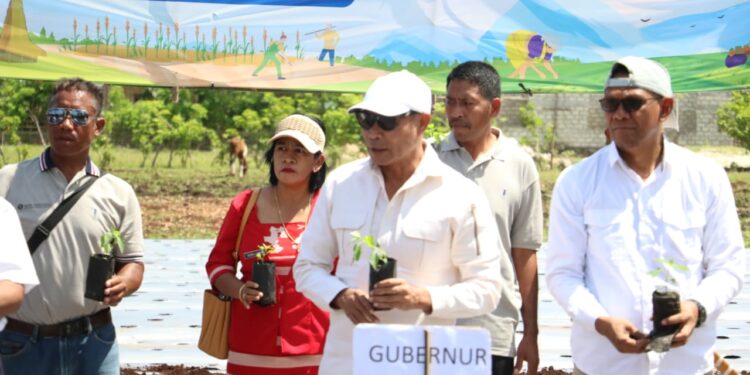Gubernur VBL Kunker Sumba : Masyarakat Kembangkan Tanaman Hortikultura