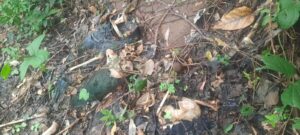 Tulang-Belulang Manusia Ditemukan di Kebun Gomi – Lewoingu