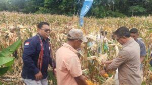 Bupati Lembata dan Kepala Bank NTT Cabang Lewoleba Panen Jagung di Belobatang