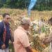 Bupati Lembata dan Kepala Bank NTT Cabang Lewoleba Panen Jagung di Belobatang